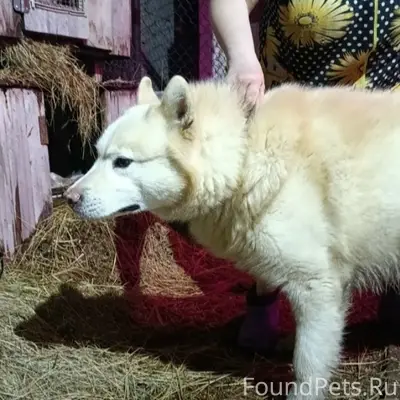 Найден хаски или метис Хорс, г. Бузулук