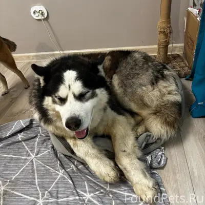 Найден хаски, старый Кировск