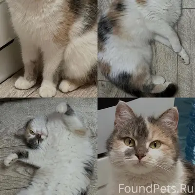 Пропала кошка, Новая Соковка