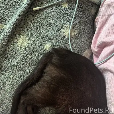 Пропала кошечка, Динас