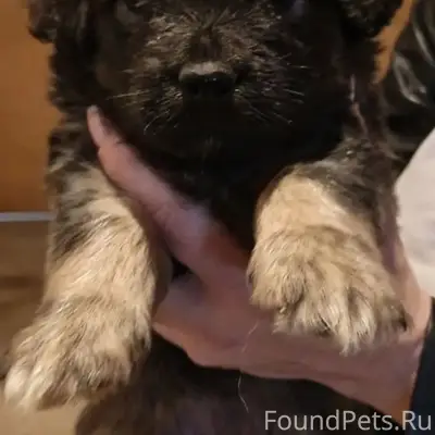 Найден щенок девочка, ул. Мартемьянова