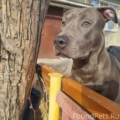 Найден американский питбультерьер, Екатеринбург, мкр пионерский