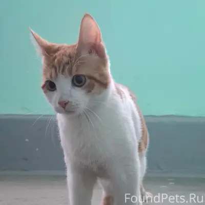 Найден молодой кот, ул. Белы Куна