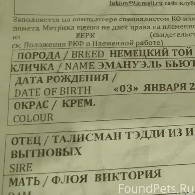 Пропала девочка померанский шпиц Марго, последний раз видели на Холмогорова