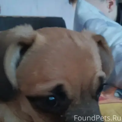 Пропал щенок Нюша