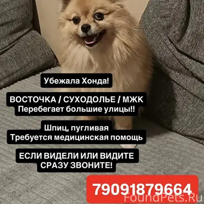 Пропала собака, неизвестное местоположение