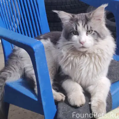 Пропал мейн-кун, район ул. Чёрная гряда