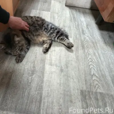 Найден кот, Апатиты