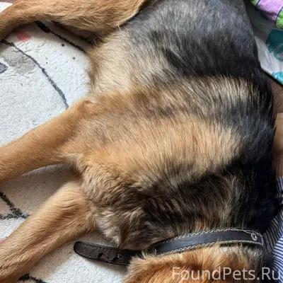 Найден пес с ошейником, Братск, Энергетик