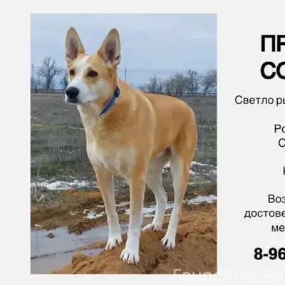 Пропала собака, 37-38 мкр