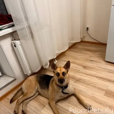 Пропала собака Луна, поселок Торфяное