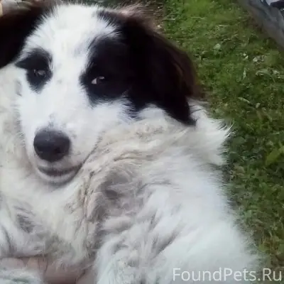 Пропала собака, Третья шахта