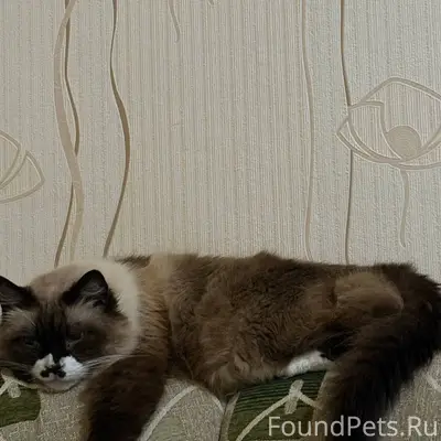 Пропал кот Пушок, Максимова, 22