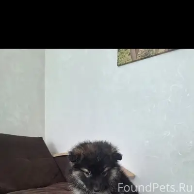 Пропал пёс, Качканар