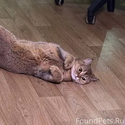 Пропала британская шиншилла Брюля, Москва, Люблино