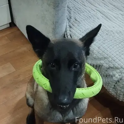 Пропала бельгийская овчарка, Верхняя Пышма