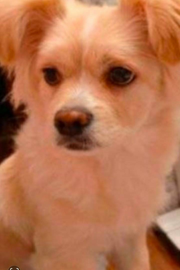 Пропала собака Ева, Москва, район Братеево