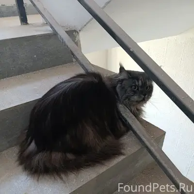 Пропал мейн-кун, Скрылья