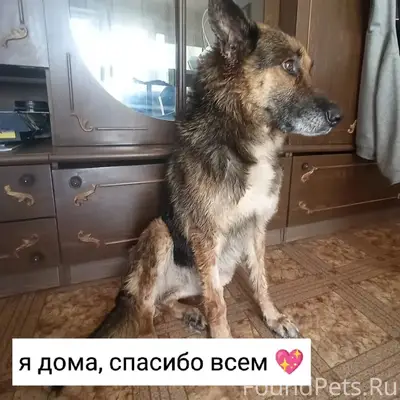 Найдена собака Арон