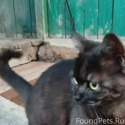 Пропала кошка Лялька, район арбата