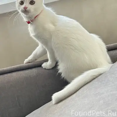 Пропала кошка Чара, Ростов