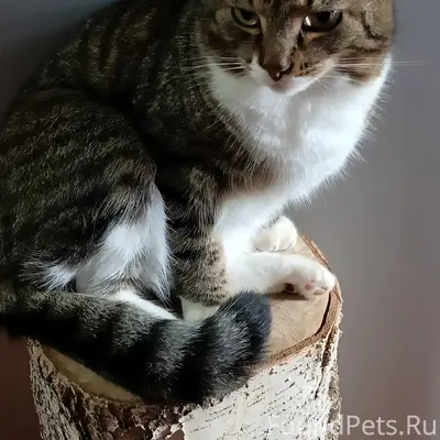 Пропал кот Леон, Рабочая, 27