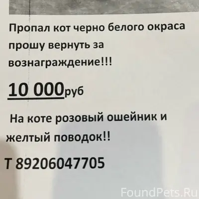 Пропал кот, Бежица, ул. Куйбышева 11