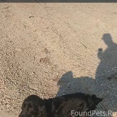 Пропала Русский кокер спаниель Роза, Ильский