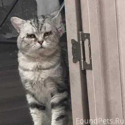 Пропал кот Жулик, За Линией