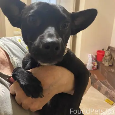 Пропал пинчер, СНТ Победа