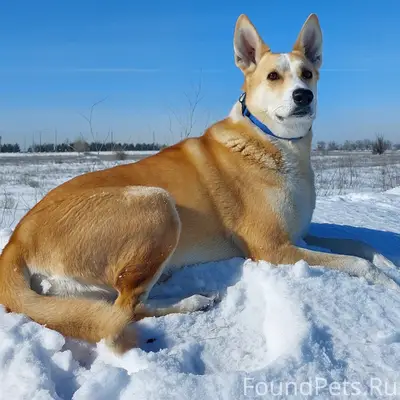 Пропала собака Лакки, Волжский