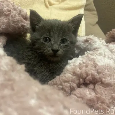 Найден котёнок, Сочи