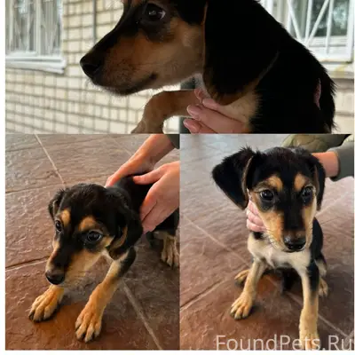 Найден щенок, предположительно охотничьей породы, рц 'Доблесть'