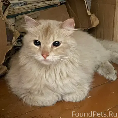 Найдена кремовая кошка, пр-т Урицкого