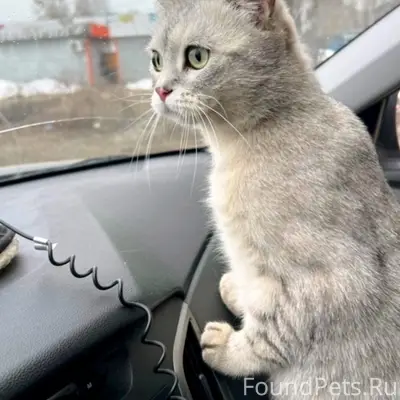 Найден кот, Собинка, ул. Чайковского