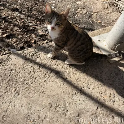 Найден котик, Пролетарская