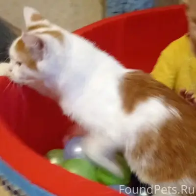 Пропал кот Мейсен, Мичуринск, Кочетовка 3