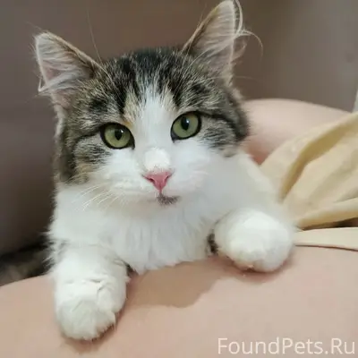 Пропала кошка, район Хвойный 2