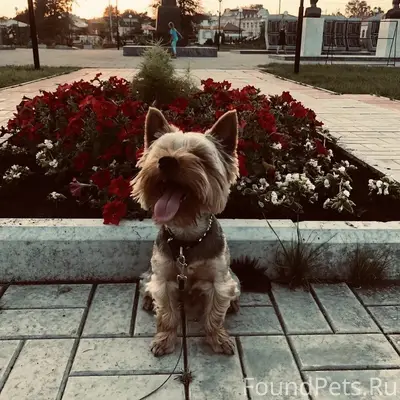 Пропал йоркширский терьер, город