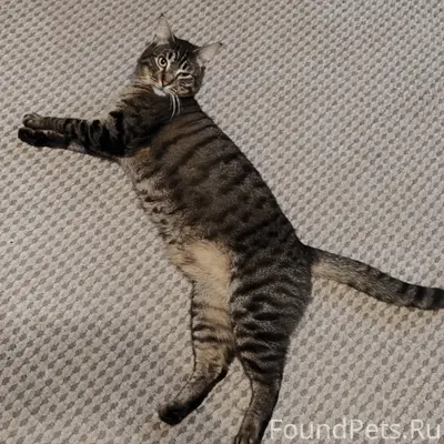 Пропал кот Кеша, ул. К. Маркса