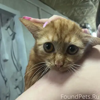 Пропал кот, шрам на животе, улица Интернациональная