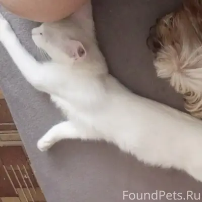 Пропал кот, район Поповича-Кубинская