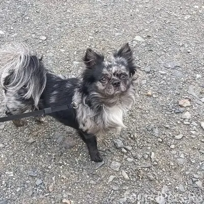 Пропала собака, улица Сафонова