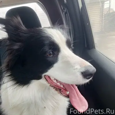 Найден бордер колли, Калужская область