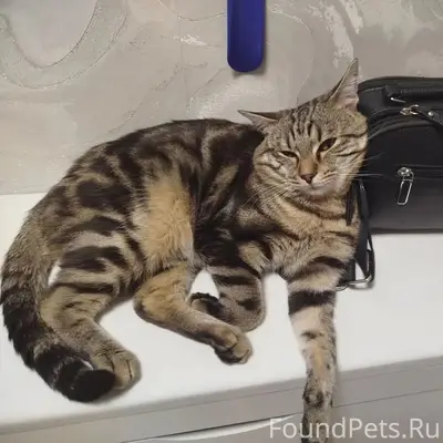 Пропал кот, Мичурина 32