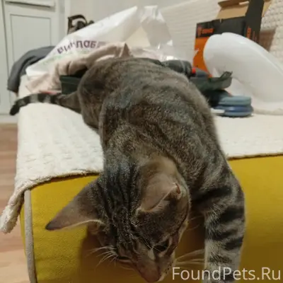 Найден полосатый кот, Новомытищинский проспект