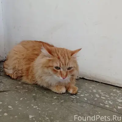 Найдена кошка, Барнаул, Георгия Исакова