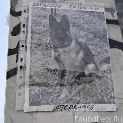 Пропала собака, Уфа, район Орджоникидзе