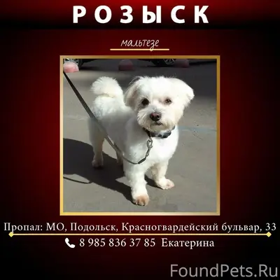 Пропал мальтезе Тони, Подольск