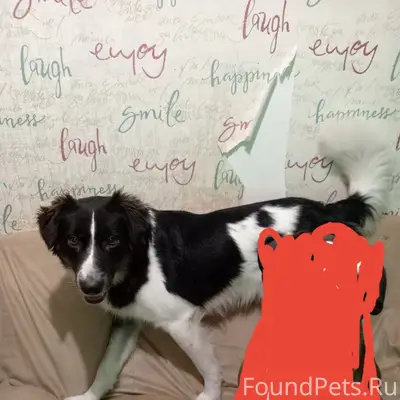 Пропал метис Бумер, 24 квартал